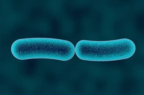 Klebsiella Bacteria Rodshaped Diplobacilli Stock Photo Download Image