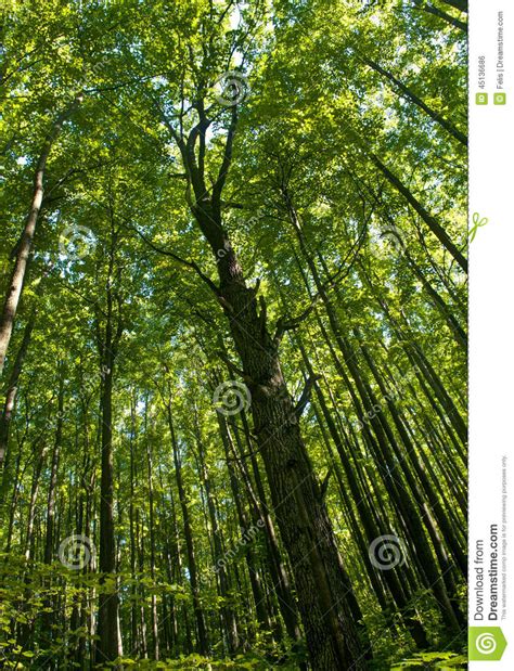 Tall Trees In Forest Stock Photo Image Of Angle Park 45136686