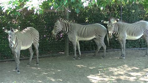 Denver Zoo Zebras On The Move Youtube
