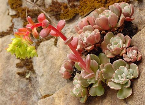 Sedum Moranii Rogue River Stonecrop Care And Culture Travaldo S Blog