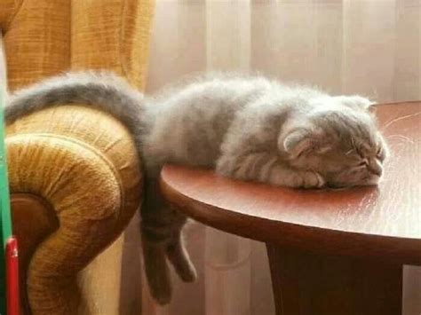 Kittens So Tired And Funny Animal On Pinterest
