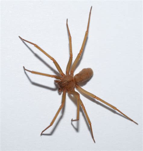 I Think This Is A Brown Recluse How Do I Know For Sure Bug A Way