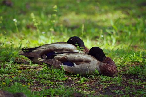 Sleeping Ducks Photograph By Aaron Rushin Fine Art America