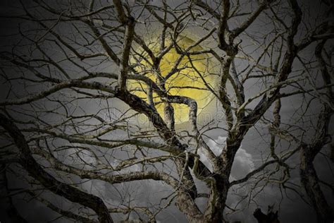 Spooky Forest Full Moon Dead Trees Halloween Background Stock Photos