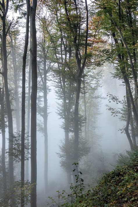 Mysterious Foggy Autumn Forest With Weak Sunlight Stock Image Image