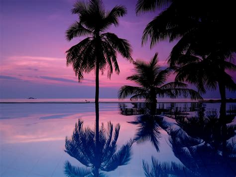 Landscape Tropical Purple Sky Palm Trees Sea Water Tropical