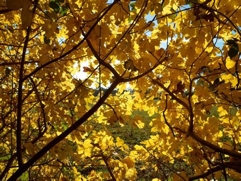 Best Of The Best Maples For Great Fall Color Fall Colors Garden