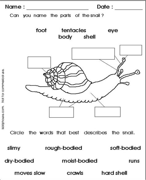 snail diagram  labelling google search  grade ela