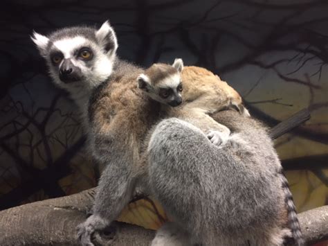 Staten Island Zoo Welcomes Birth Of First Lemurs Zooborns