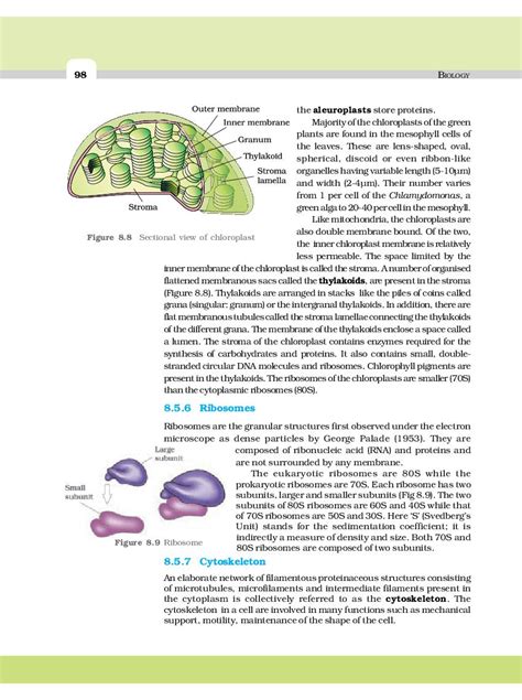 UP Board Book Class 11 Biology Chapter 8 Cell The Unit Of Life