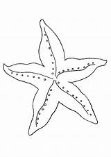 Starfish Coloring Colouring Printable Basic Template Outline Simple Kleurplaat Templates Zeesterren Printables Drawing 3d Game Sand Dollar sketch template