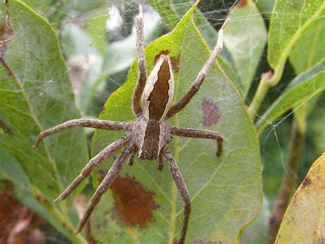 Blue Jay Barrens Nursery Web Spider