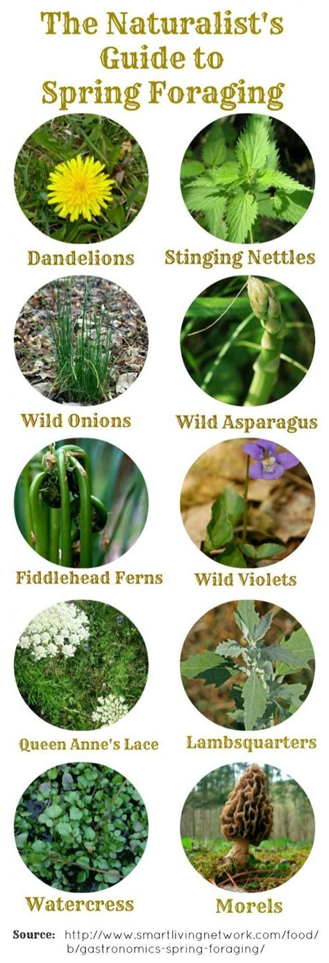 Common Wild Foods Of Spring Foraging Guide And Recipes Survivalfood