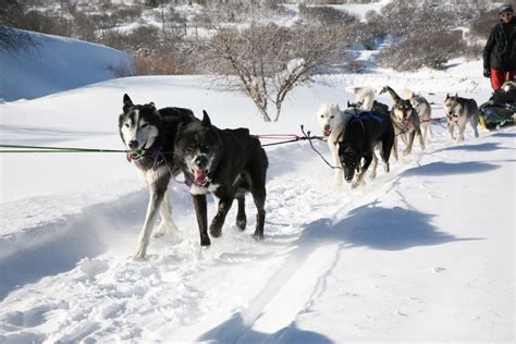 Dog Sledding Minutes From Downtown Park City All Seasons Adventures