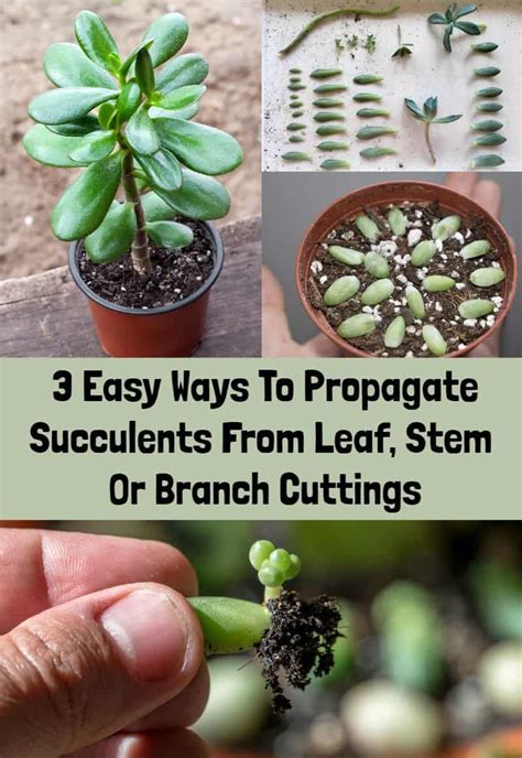 3 Easy Ways To Propagate Succulents From Leaf Stem Or Branch Cuttings