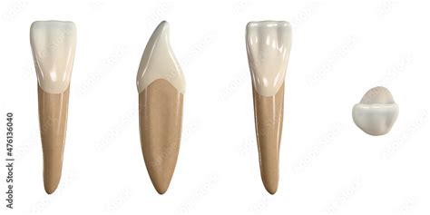Permanent Lower Central Incisor Tooth 3d Illustration Of The Anatomy
