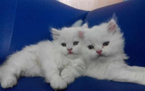 Get quotes online & save up to 80%. Awesome Persian Kittens For Sale | Hyderabad | Zamroo