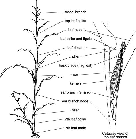 Effect Of Teosinte Cytoplasmic Genomes On Maize Phenotype