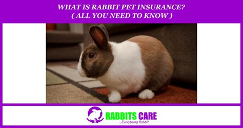 Their rabbit insurance covers for as much as £2,000 vet fees in one year under two types of policy. What is Rabbit pet insurance? ( All you need to Know ...