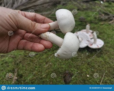 Wild White Agaricus Arvensis Mushroom Stock Photo Image Of Campestris