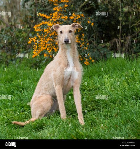 Lurcher Dog Sitting Hi Res Stock Photography And Images Alamy