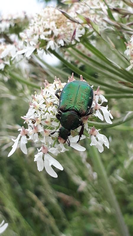 Noble Chafer Laura Bower Peoples Trust For Endangered Species