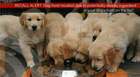 Fully updated with every dog food recall of 2020 and 2021. Deadly ingredient found in some recalled dog foods