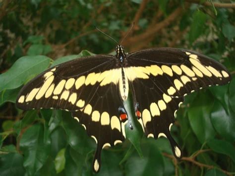 Polk Countys Most Wanted Giant Swallowtail Butterfly Conserving Carolina