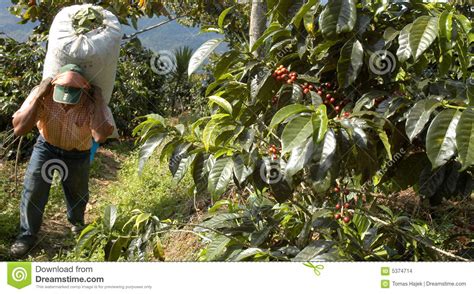 Right after that you can see download button. Coffee Plantation Guatemala 22 Stock Photo - Image of ...