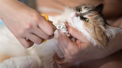 It is without equal when it comes to cutting efficiency. Best Cat Nail Clippers: A COMPLETE 2020 Buyer's Guide for You