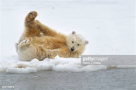 Goofy Wild Animals ストックフォトと画像 Getty Images
