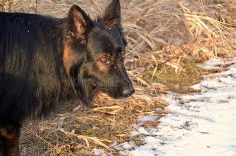 Their individual hairs vary in color, some are darker, some are light, and some are pure. 178 Sable German Shepherd Photos - Free & Royalty-Free Stock Photos from Dreamstime - Page 2