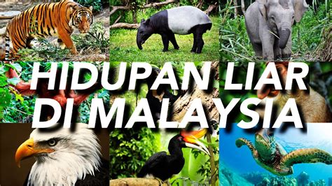 Haiwan Liar Di Malaysia Hidupan Liar Malaysia Di Ambang Kepupusan