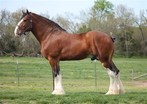 Classic City Clydesdales Classic City Breeding Stallions