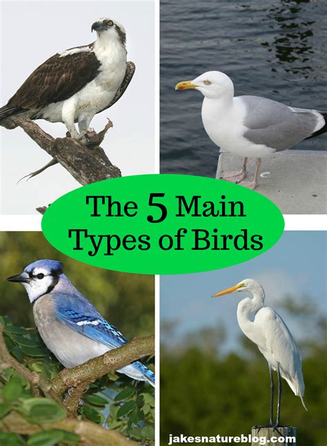 The 5 Main Types Of Birds Tip For Beginner Birders Jakes Nature Blog