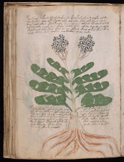 Facsimile Of The Voynich Manuscript Now Available To Citizen