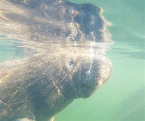 Swimming With Manatees In Crystal River Florida Swimming With