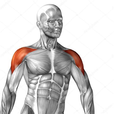 pictures shoulder muscles human shoulder muscles stock photo  design