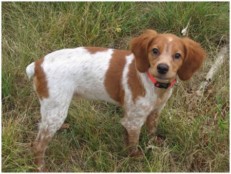 See our brittany spaniel puppies here! French Brittany - Facts, Pictures, Puppies, Rescue ...