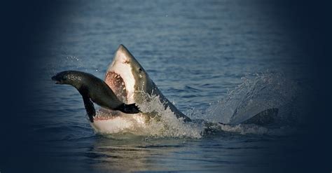 Where To Find The Great White Shark In South Africa Shark Diving Cape