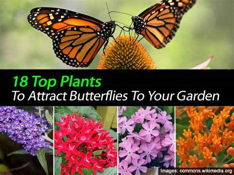 17 Top Blooming Plants For Your Butterfly Garden