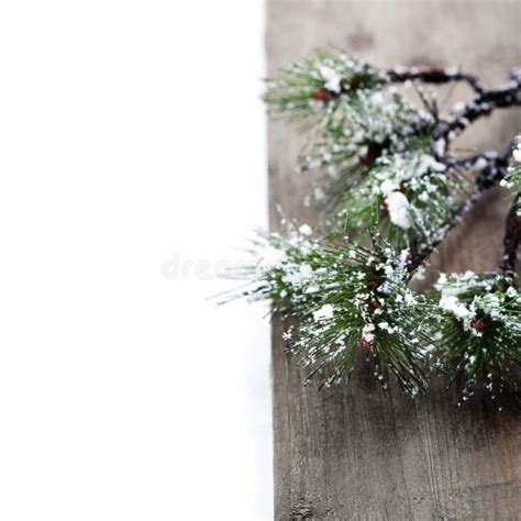 Christmas Pine Tree Branch Stock Photo Image Of Forest 44523874