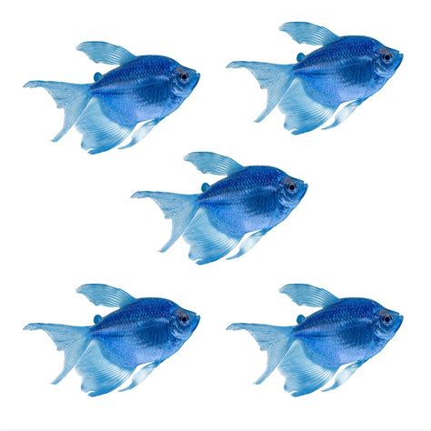 Cosmic Blue Longfin Tetra For Sale 5 Pack Petco