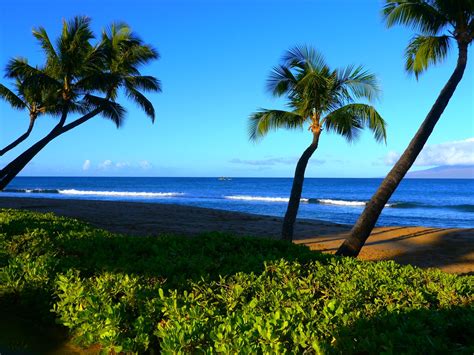Palm Trees Along Kaanapali Beach In Maui Hawaii A