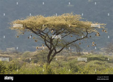 Acacia Tree In Bloom With Weaver Bird Nests Samburu National Reserve