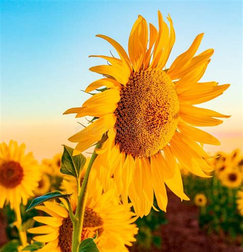 Shot Of A Sunflower Under The Clear Sky And Some Sunflowers In The