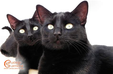 Two Black Cats Cherl12345 Tamara Wallpaper 41506278 Fanpop