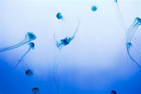 school, jellyfish, swimming, body, water, jellyfish underwater, blue ...