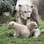 Public Debut Without For Polar Bear Cubs At Dutch Zoo  WTOP