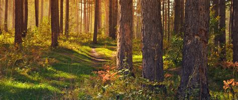 Download Wallpaper 2560x1080 Forest Path Trees Landscape Summer
